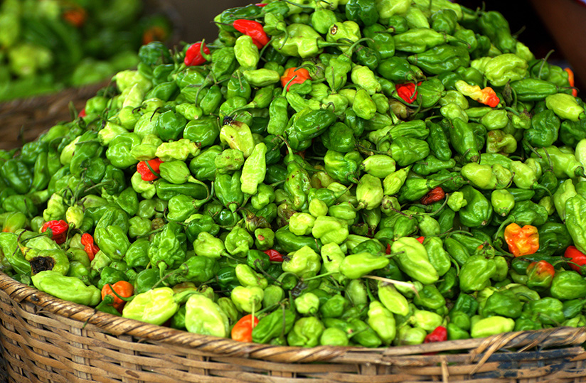 Piment normal