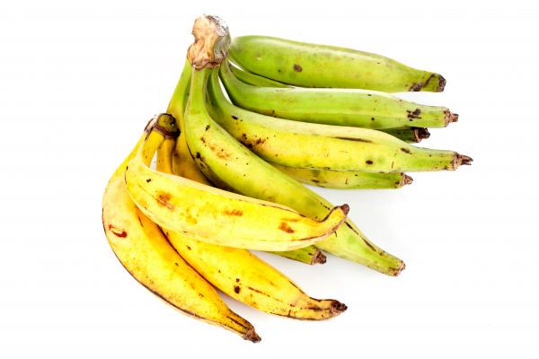 BANANE PLANTAIN [x4]