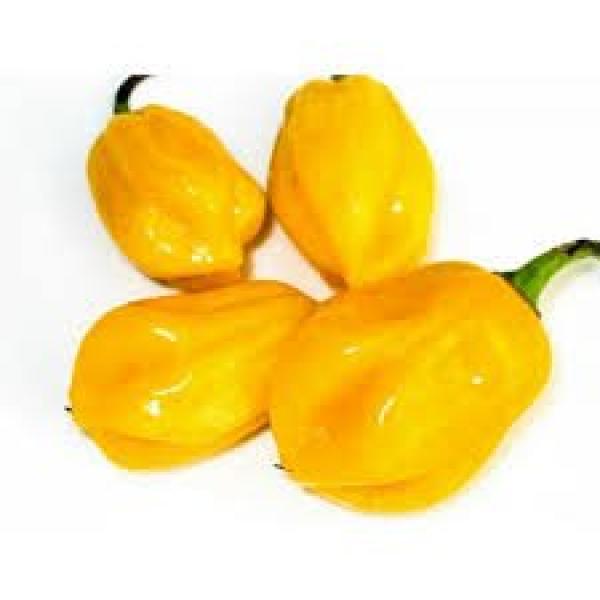 Piment sans bon